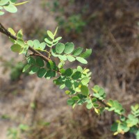 Phyllanthus reticulatus Poir.